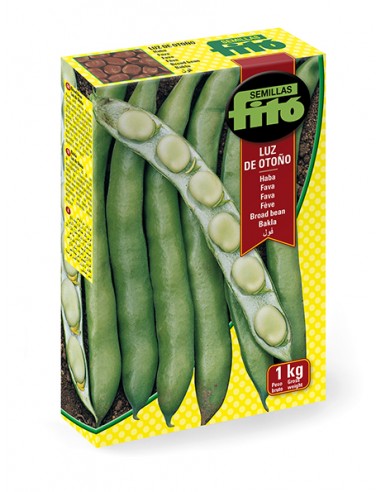 Broad bean luz de otoño (1kg)