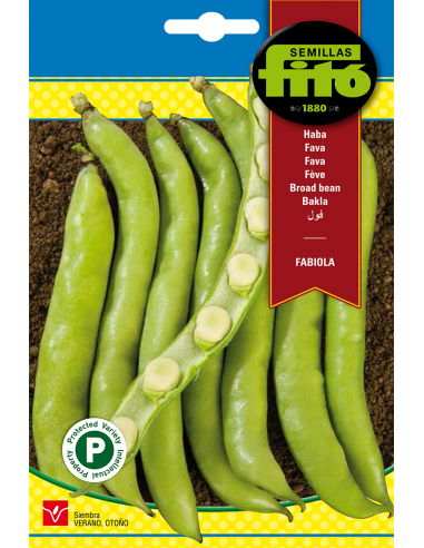 Broad bean Fabiola (25 seeds)