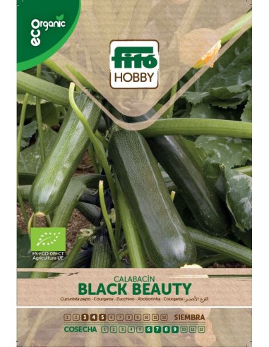 Calabacin Black Beauty ECO (6g)