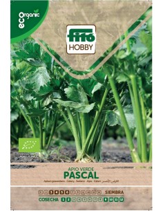 Celery pascal