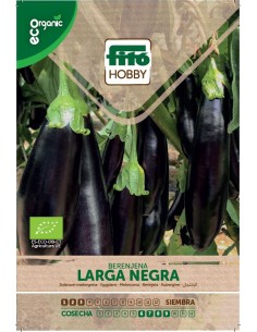 Eggplant Larga negra