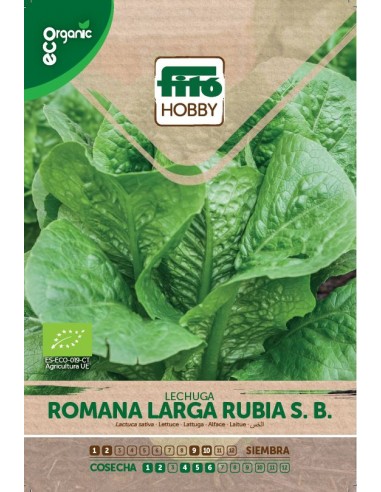 Lettuce Romana Larga rubia