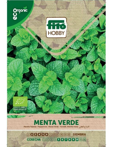 Menta Verde ECO