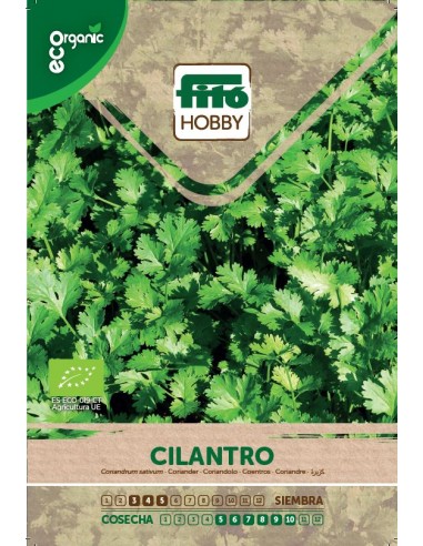 Cilantro Eco