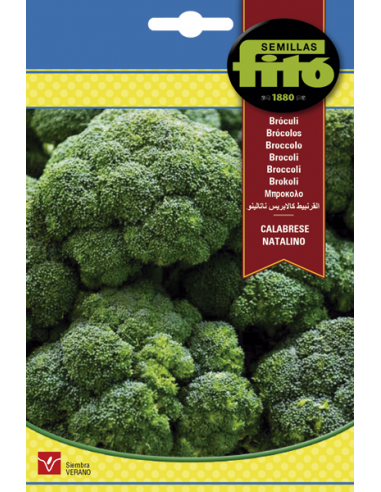 BROCOLI CALABRESE NATALINO SUPERBOL