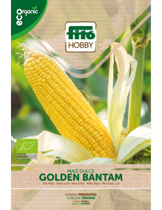 Sweet corn Golden Bantaam