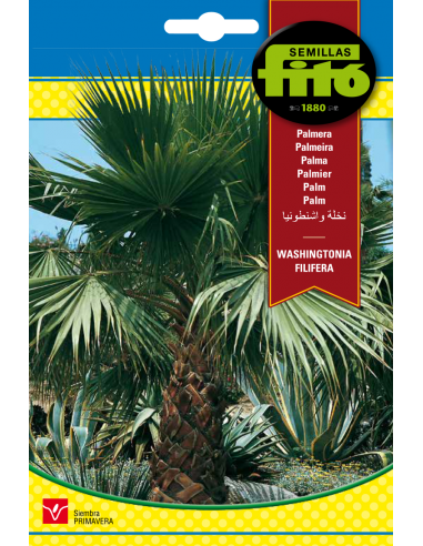 Palm Whashingtonia Filifera (10 seeds)