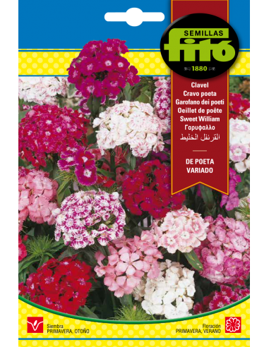 Sweet William Mixed Colours (4 g)