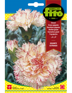Carnation Giant Striped...