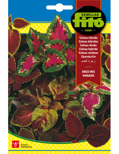 COLEUS HIBRIDO ARCO IRIS VARIADO...