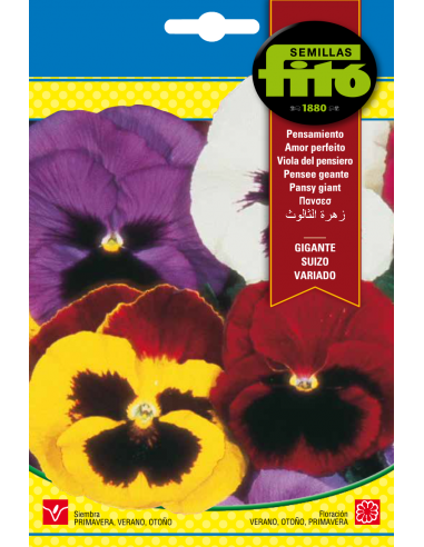 Pansy Swiss Giant Mixed (0,6 g)