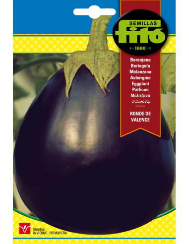 Eggplant Ronde de Valence (4 g)