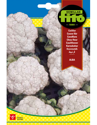 Cauliflower Alba (4 g)