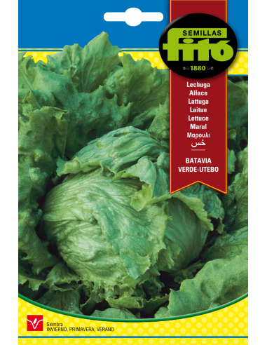 Lettuce Batavia Verde - Utebo (7 g)