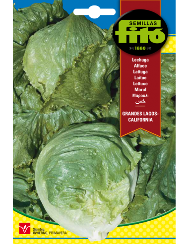 Lettuce Grandes Lagos - California (6 g)