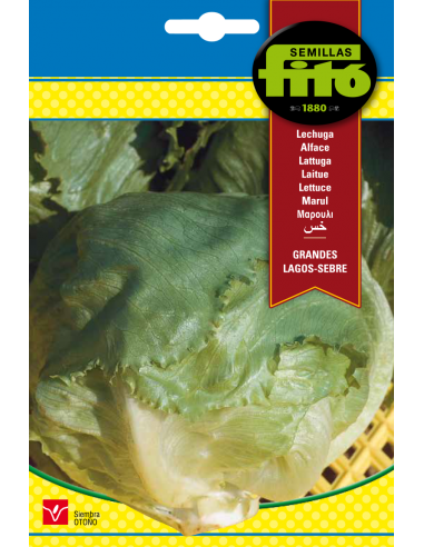 Lettuce Grandes Lagos - Sebre (6 g)