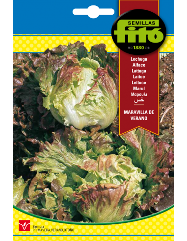 Lettuce Maravilla de Verano (6 g)