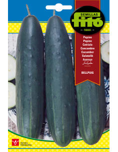Cucumber Bellpuig (10 g)
